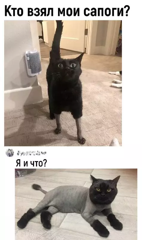 Смешная картинка №712500 Коты 