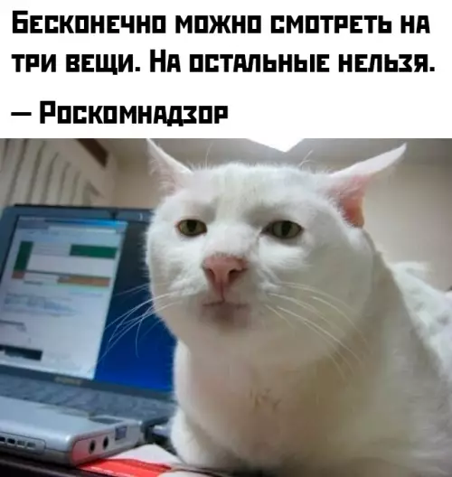 Кот и Роскомнадзор