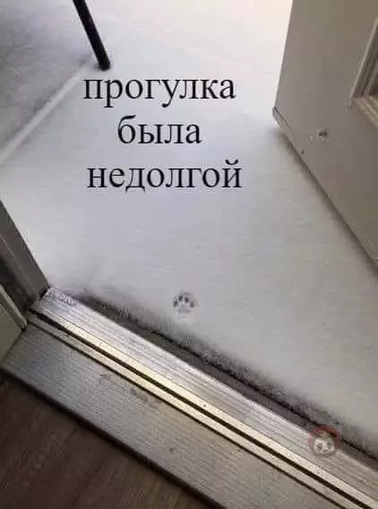 Смешная картинка №544919 Нагулялся!