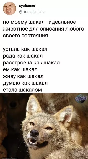 Смешная картинка №364685 Великолепен как шакал