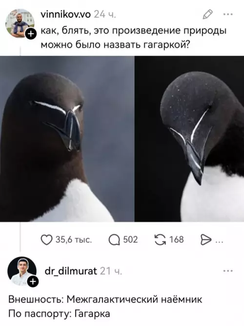 Где прячется этот межгалактический наёмник? 🐧🚀 - как, блять, это произведение природы можно было назвать гагаркой? Внешность:
