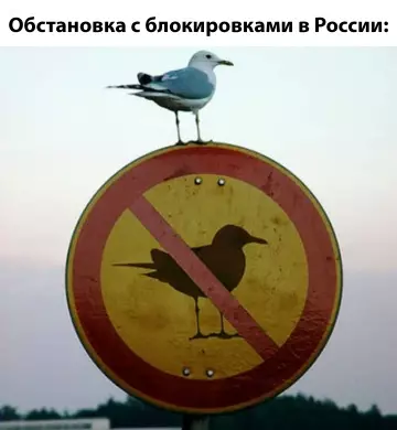 Смешная ситуация с птичкой