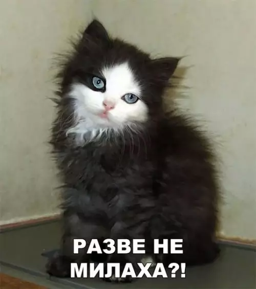 Смешная картинка №215624