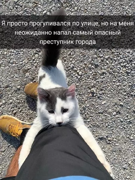 Смешная картинка №609317 Слишком мило
