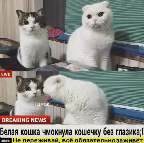 Смешная картинка №258967 Breaking news!