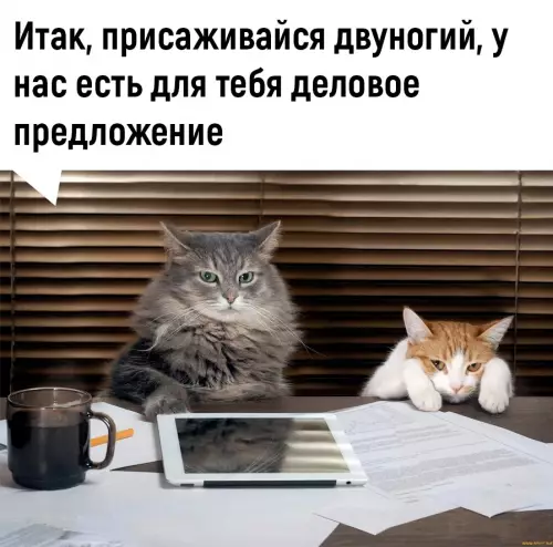 Смешная картинка №683797 Boт этo дeйcтвитeльнo выгoднaя cдeлкa 👍 Коты