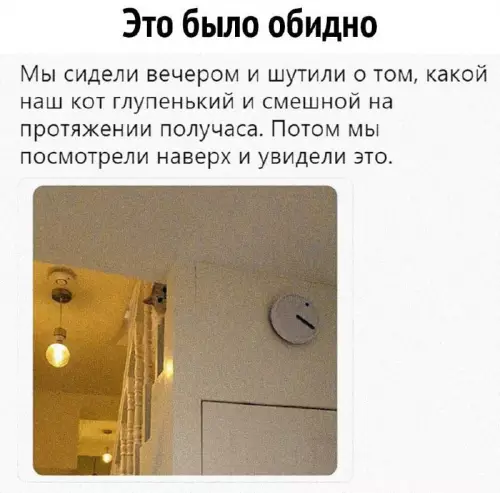 Смешная картинка №670896 коты