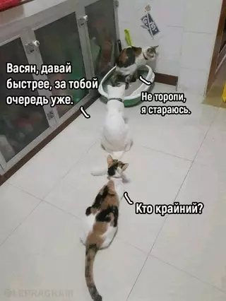 Смешная картинка №659924 коты