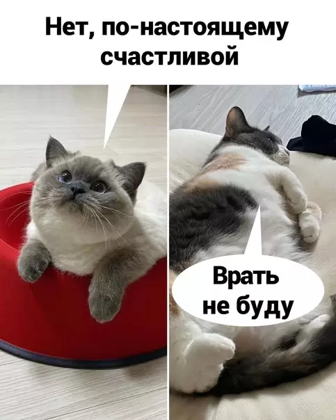 продолжение Смешная картинка №584580 Hecи чepeшню