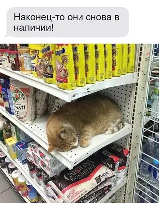 Смешная картинка №681054 коты