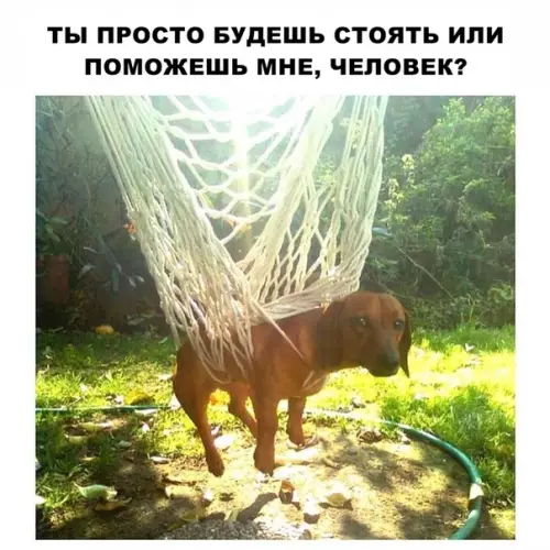 Смешная картинка №289747 собаки