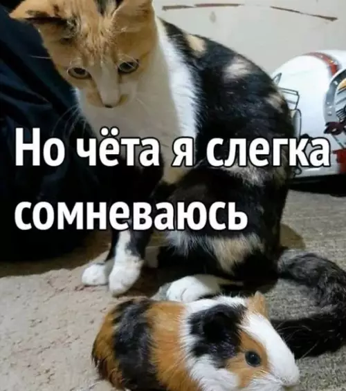 продолжение Смешная картинка №603374 Лучше папке в этом вопросе не доверять
